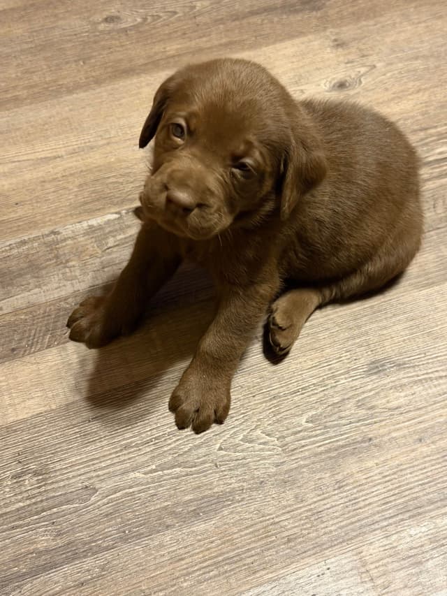 Labrador Retriever Puppies media 16