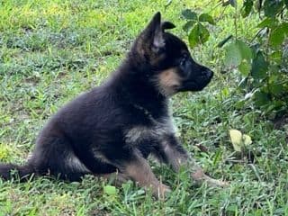 Beautiful Black & Red German Shepherd Dog Puppies (European Breeding) breeder image 2