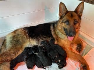 Beautiful Black & Red German Shepherd Dog Puppies (European Breeding) breeder image 1