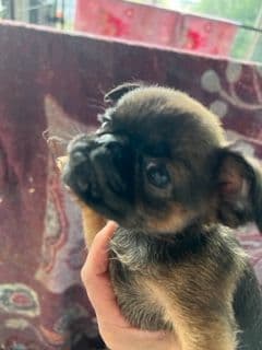 Beautiful Black & Red German Shepherd Dog Puppies (European Breeding) breeder image 6
