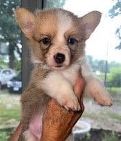 Beautiful Black & Red German Shepherd Dog Puppies (European Breeding) breeder image 4