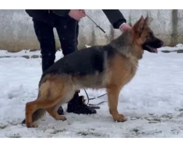 Beautiful Black & Red German Shepherd Dog Puppies (European Breeding) media 3