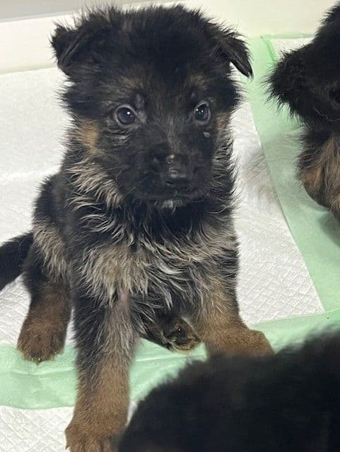 Beautiful Black & Red German Shepherd Dog Puppies (European Breeding) media 5