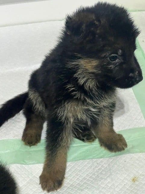 Beautiful Black & Red German Shepherd Dog Puppies (European Breeding) media 8