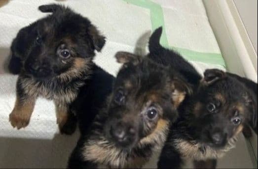Beautiful Black & Red German Shepherd Dog Puppies (European Breeding) media 6