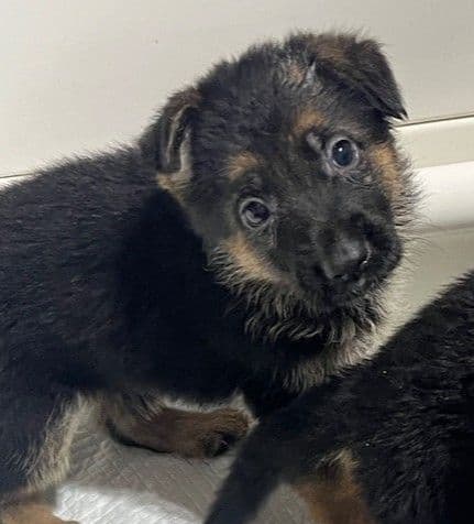 Beautiful Black & Red German Shepherd Dog Puppies (European Breeding) media 7