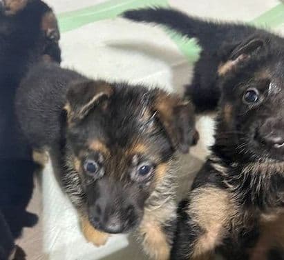 Beautiful Black & Red German Shepherd Dog Puppies (European Breeding) media 9