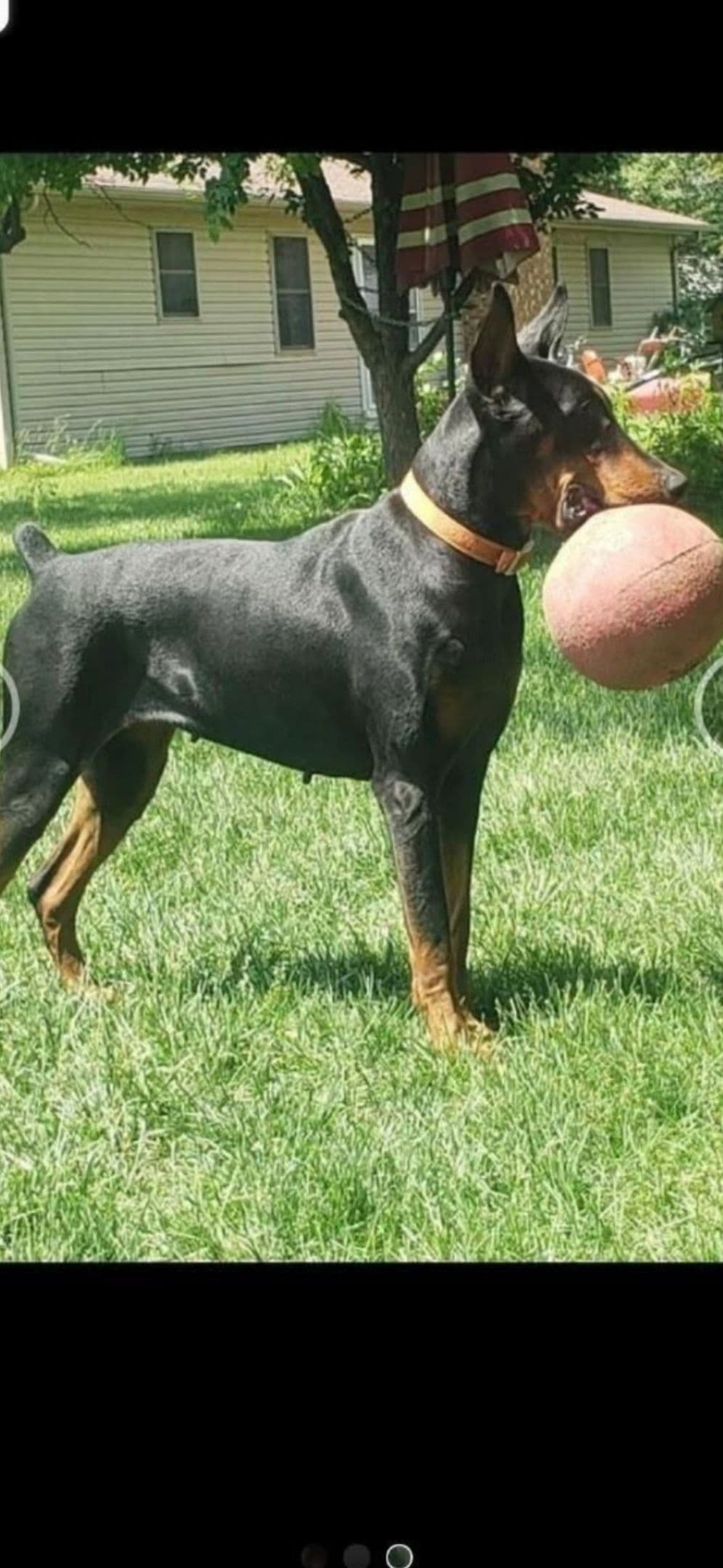 Doberman Pinscher Puppies breeder image 1