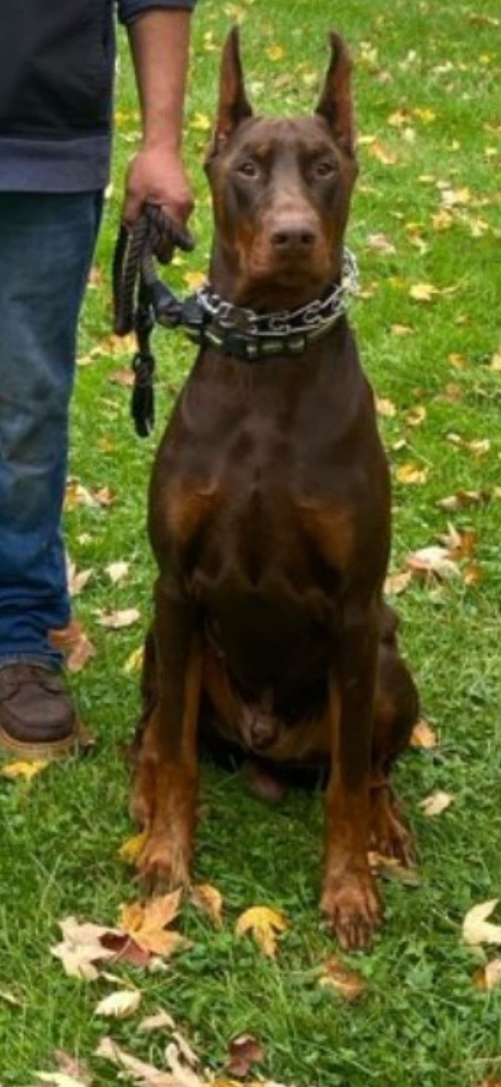 Doberman Pinscher Puppies breeder image 2
