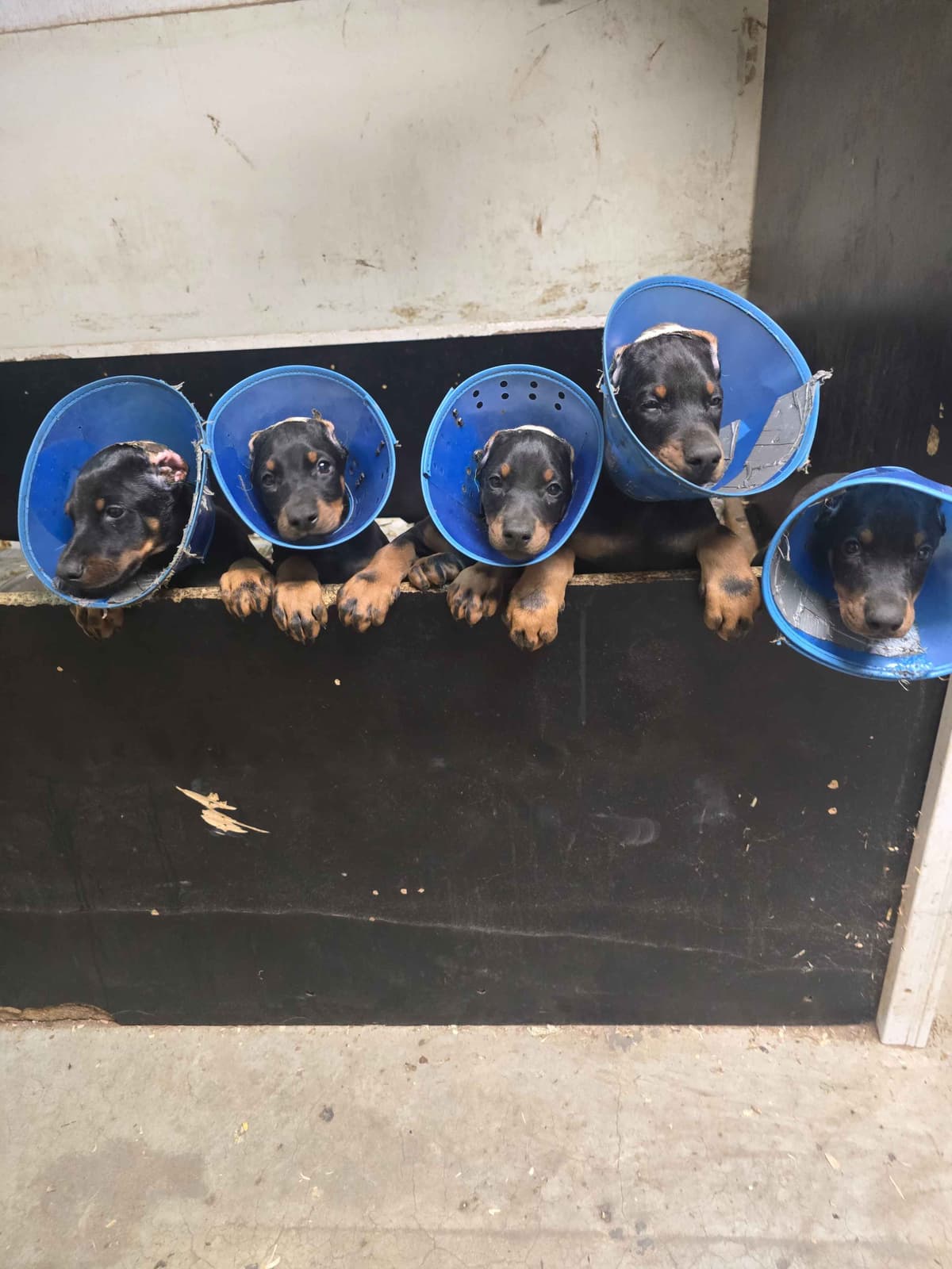 Doberman Pinscher Puppies breeder image 3