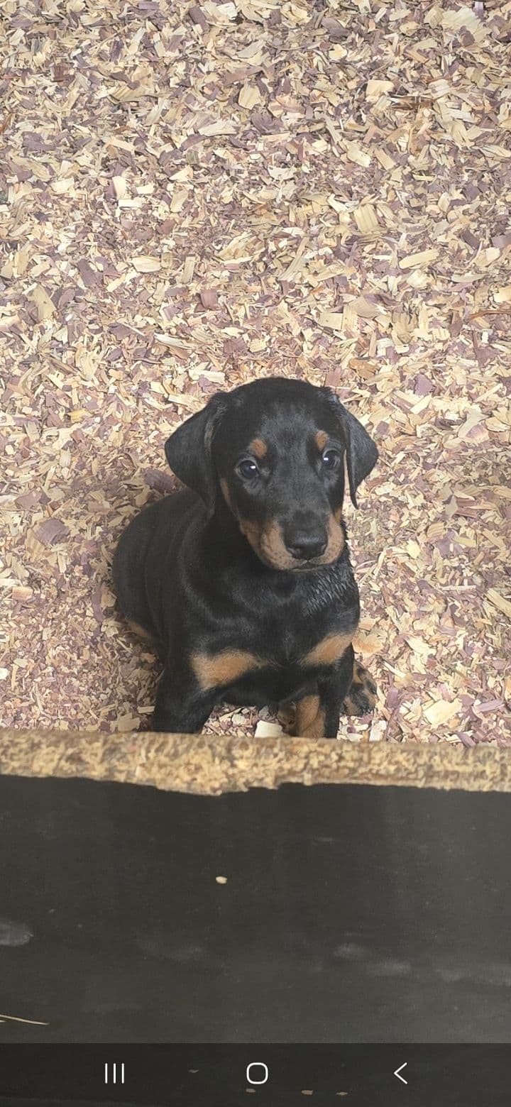 Doberman Pinscher Puppies breeder image 4