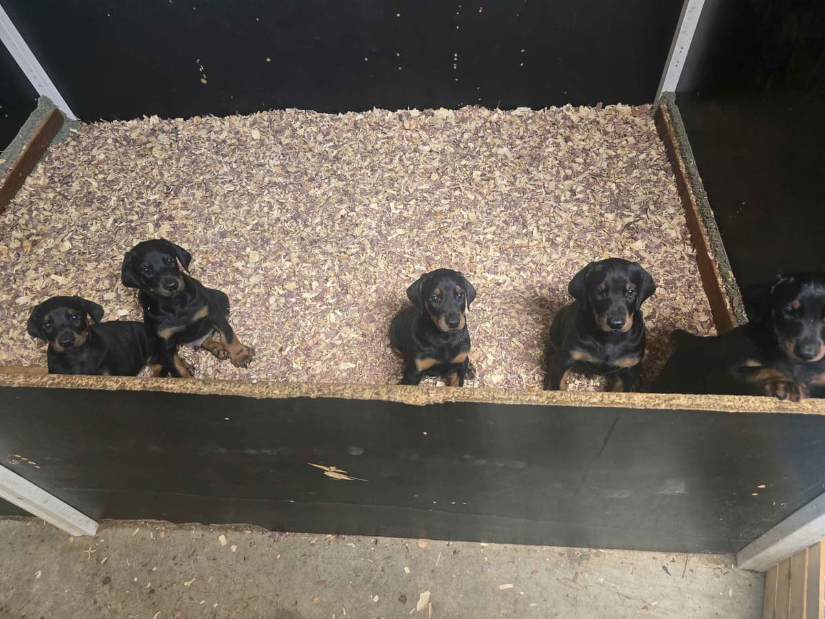 Doberman Pinscher Puppies breeder image 5