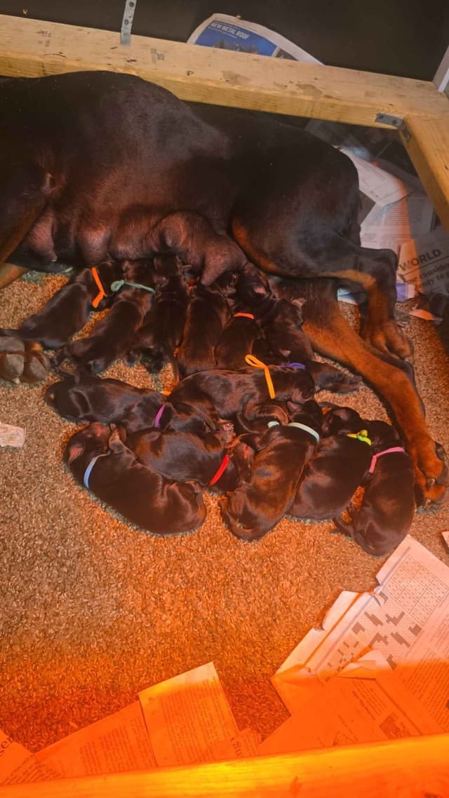 Doberman Pinscher Puppies media 2
