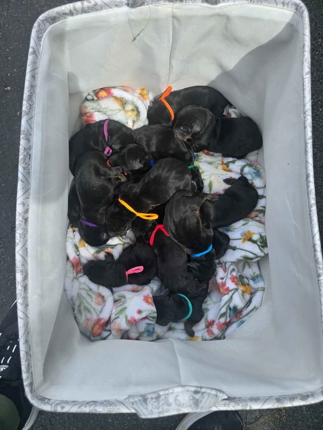 Doberman Pinscher Puppies media 3