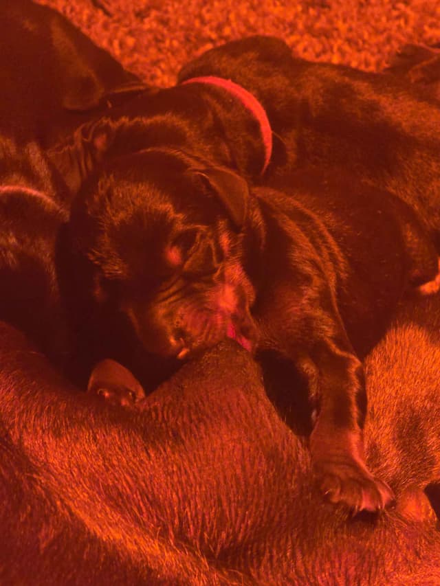 Doberman Pinscher Puppies media 4