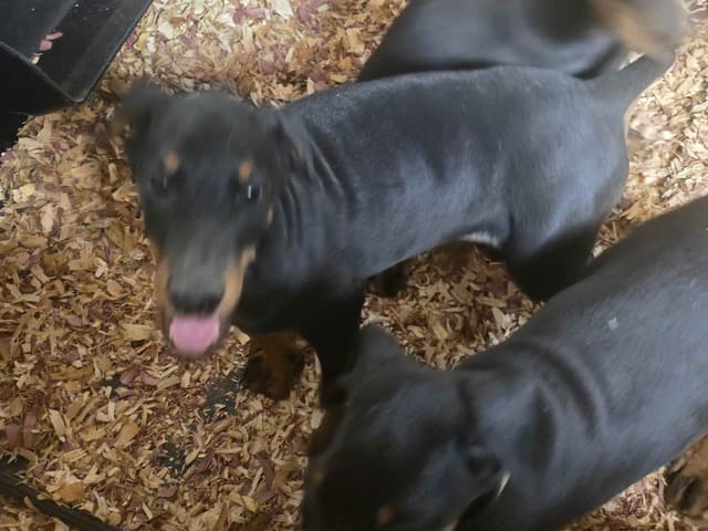 Doberman Pinscher Puppies media 7