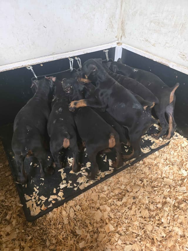 Doberman Pinscher Puppies media 8