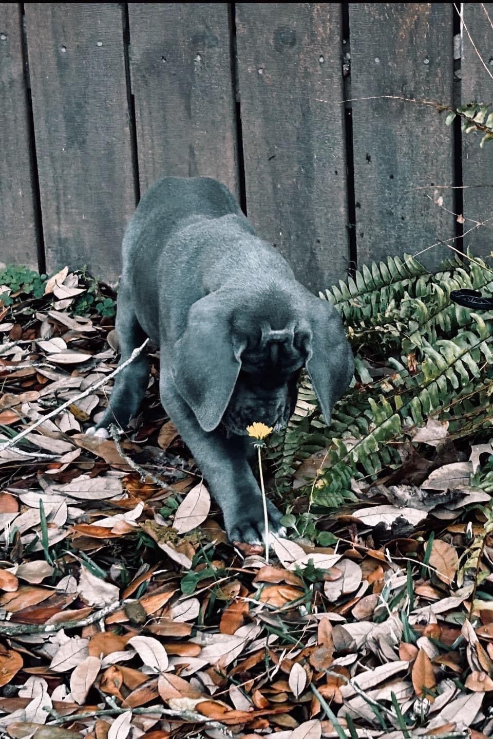 Halsey Danes of Carencro breeder image 1
