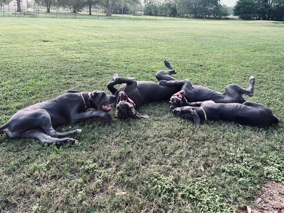 Halsey Danes of Carencro breeder image 3