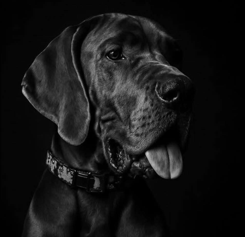 Halsey Danes of Carencro breeder image 4