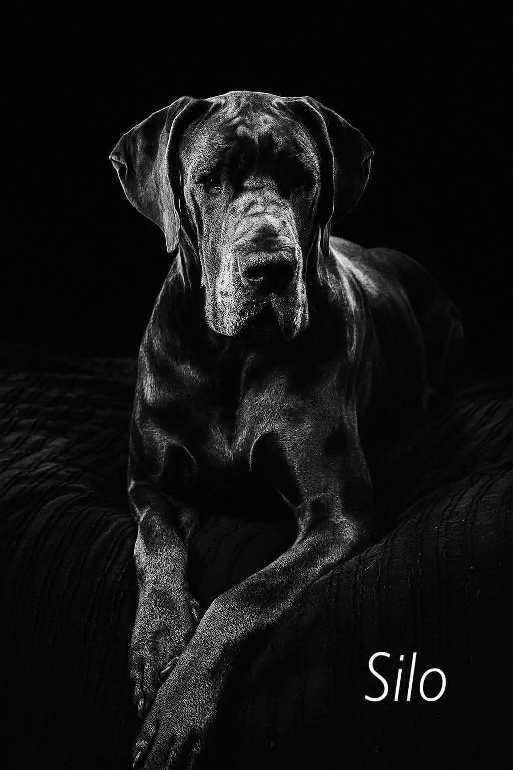 Halsey Danes of Carencro breeder image 6