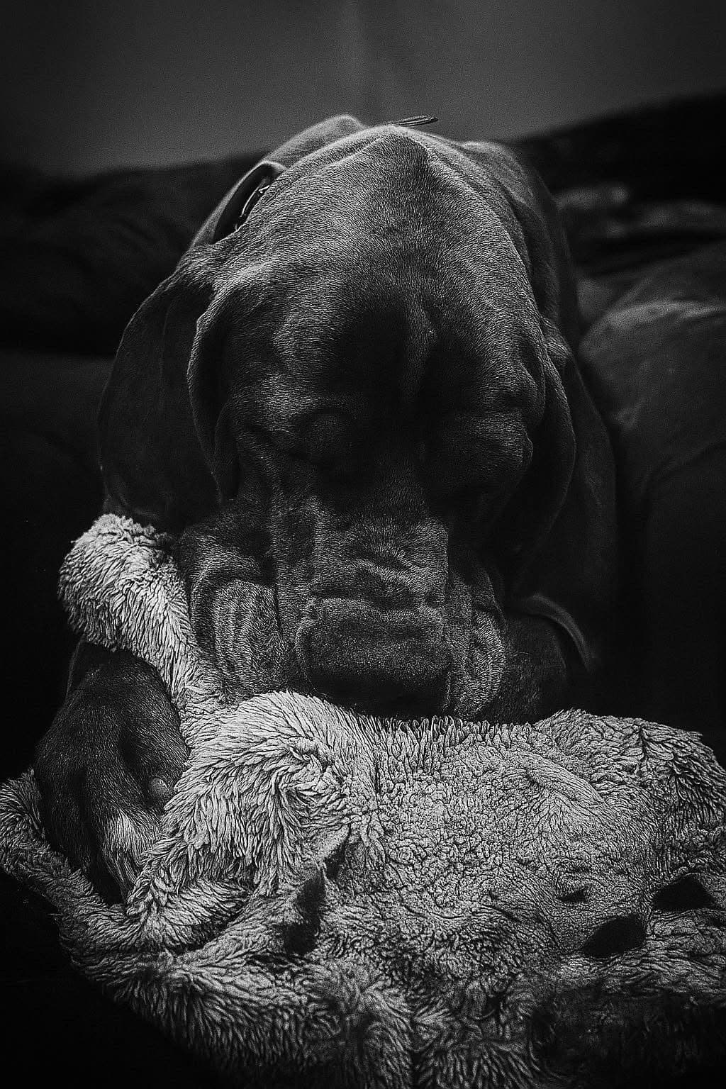 Halsey Danes of Carencro breeder image 7