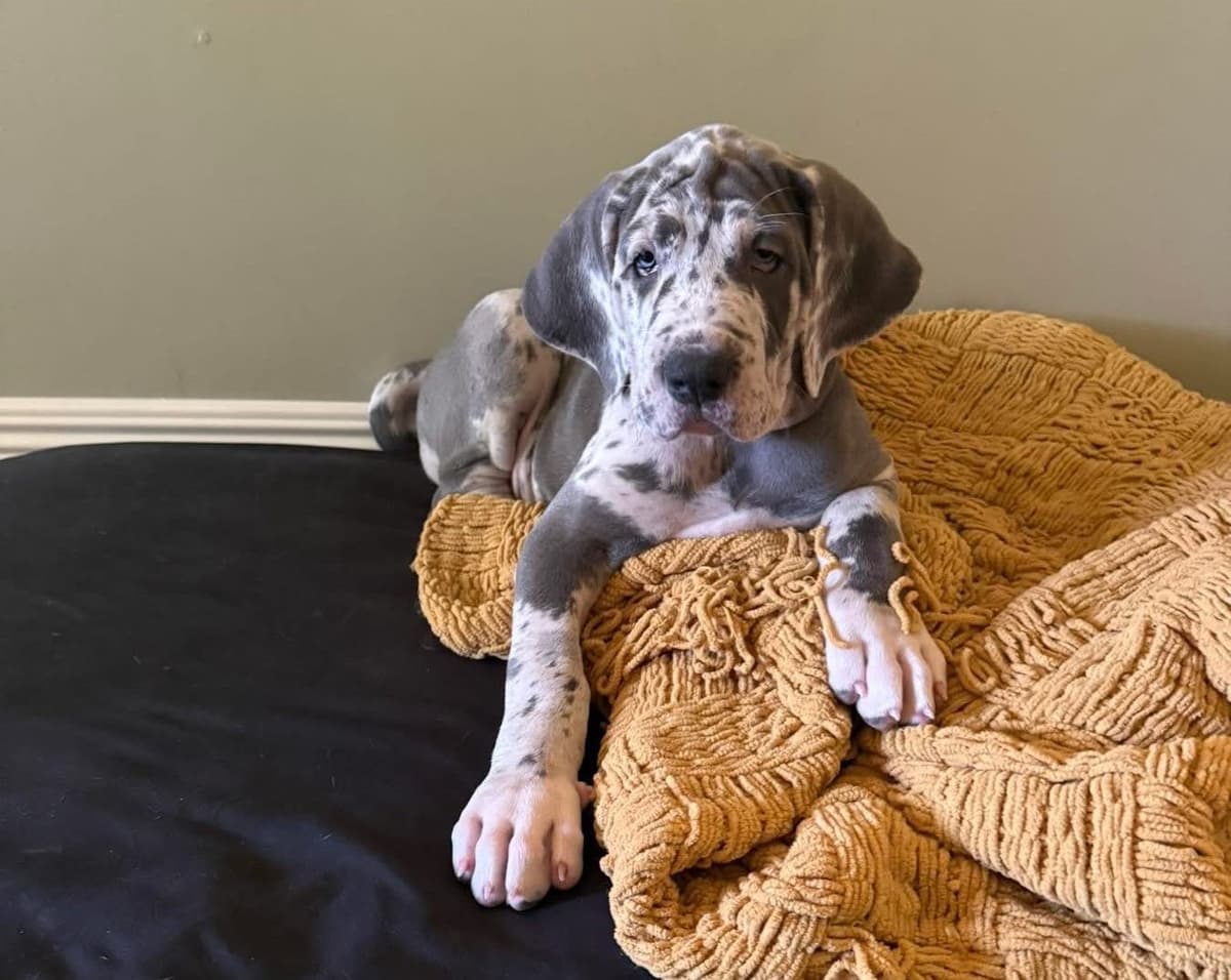 Halsey Danes of Carencro breeder image 9