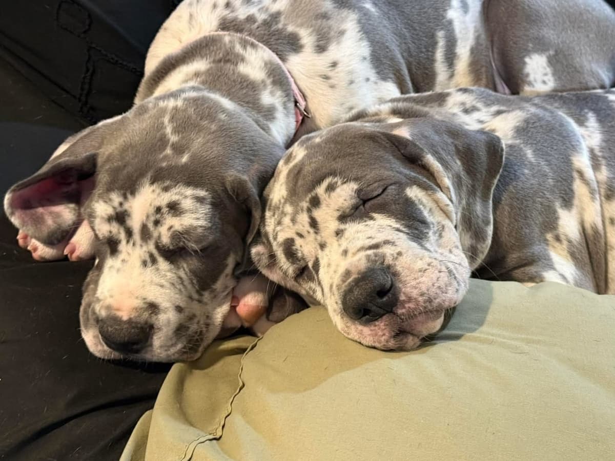 Halsey Danes of Carencro breeder image 10