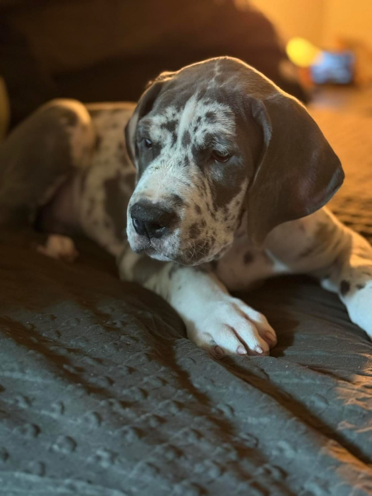 Halsey Danes of Carencro breeder image 11