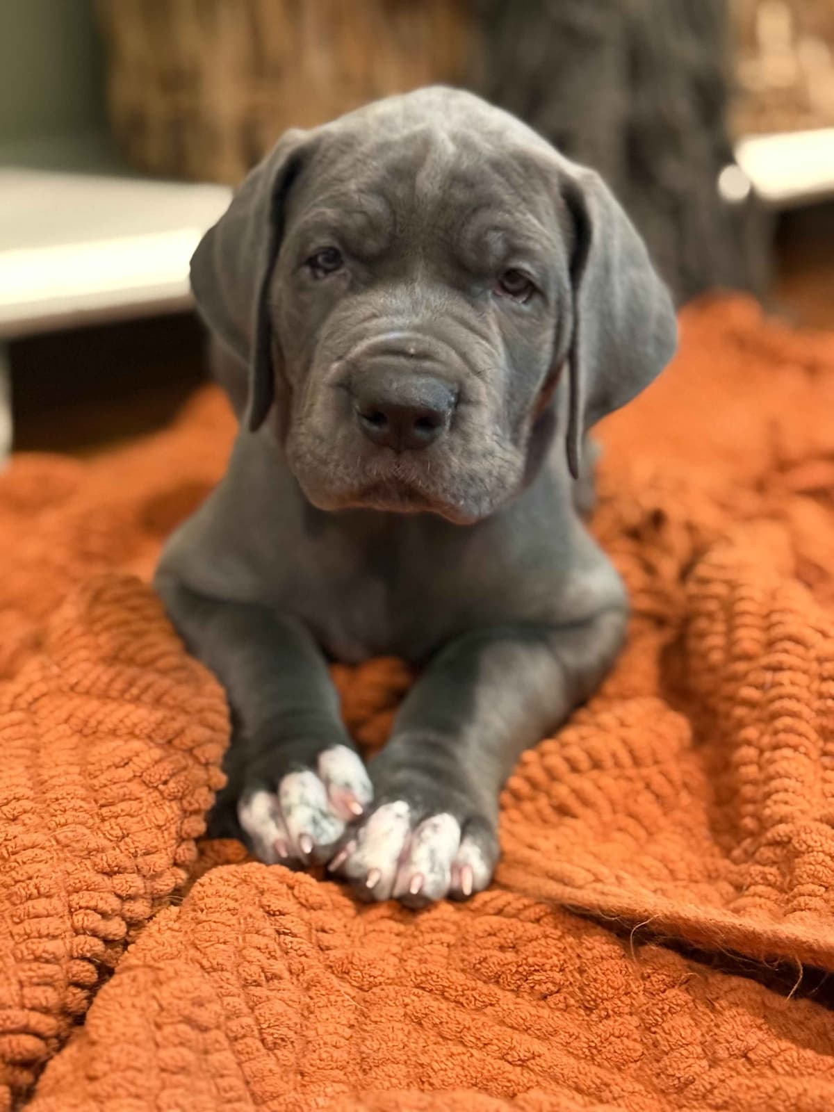 Halsey Danes of Carencro breeder image 14