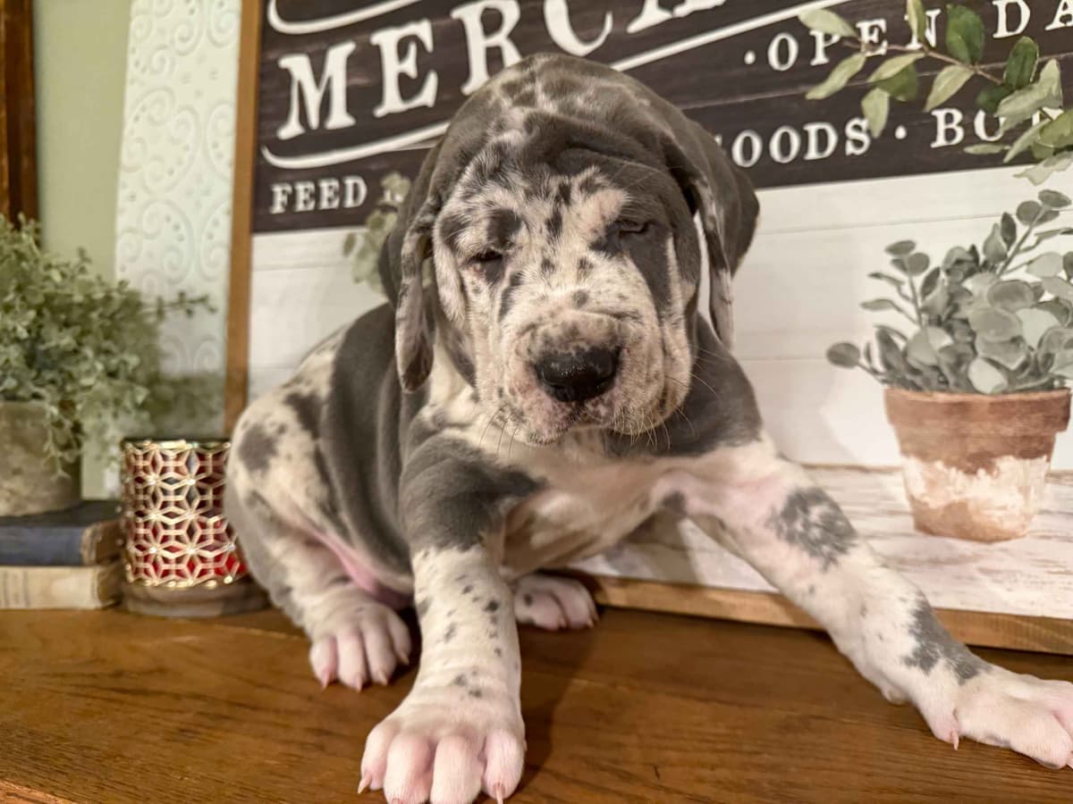 Halsey Danes of Carencro breeder image 15