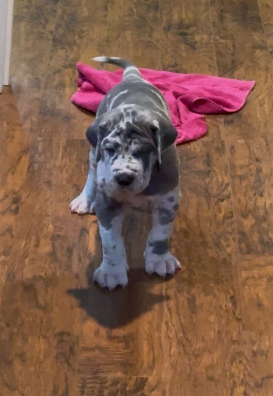 Halsey Danes of Carencro breeder image 16