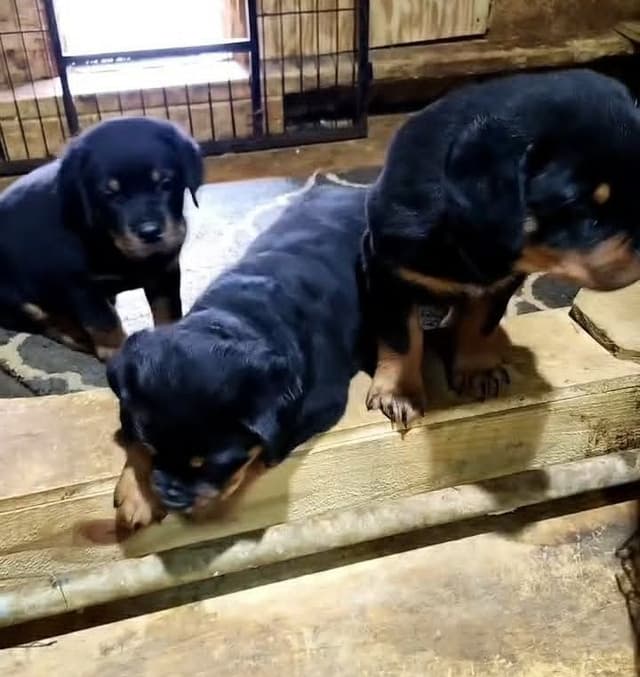 Rottweiler Puppies media 2