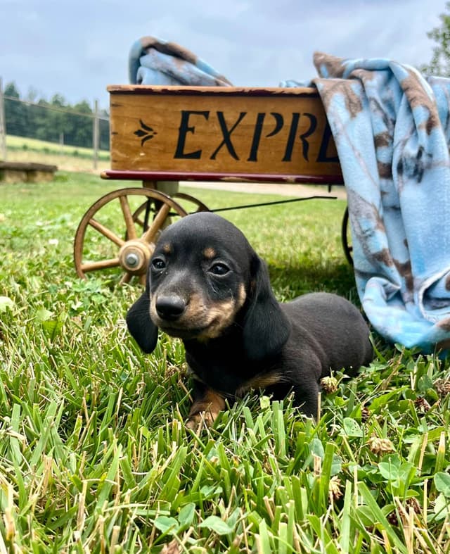 Exceptional Dachshund Puppies.  Text or Call us today 717-283-8322 media 5