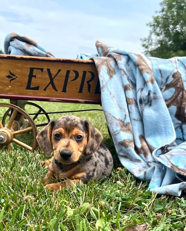 Exceptional Dachshund Puppies.  Text or Call us today 717-283-8322 media 7