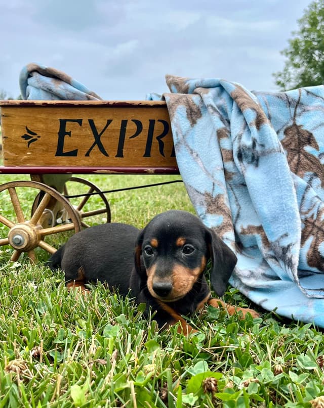Exceptional Dachshund Puppies.  Text or Call us today 717-283-8322 media 6
