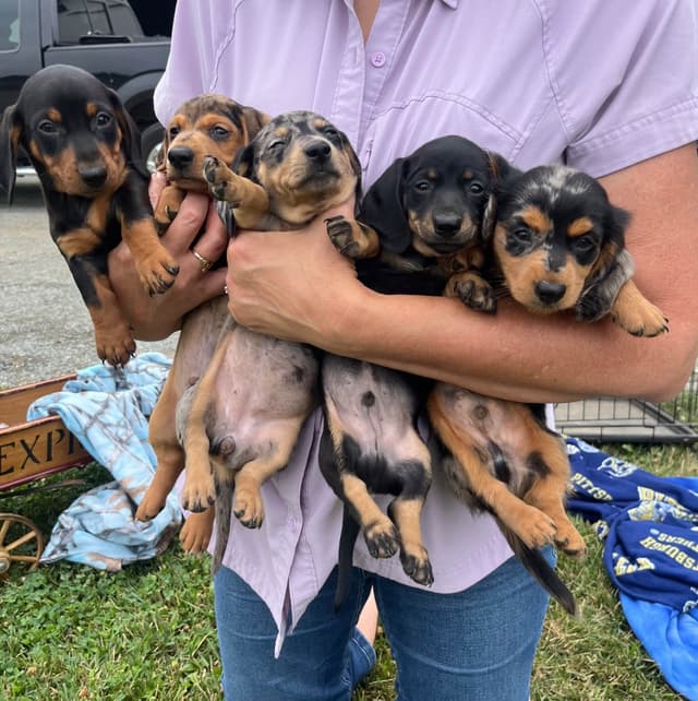 Exceptional Dachshund Puppies.  Text or Call us today 717-283-8322 media 2