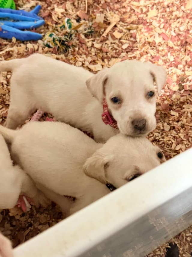 Cane Corso Puppies media 2