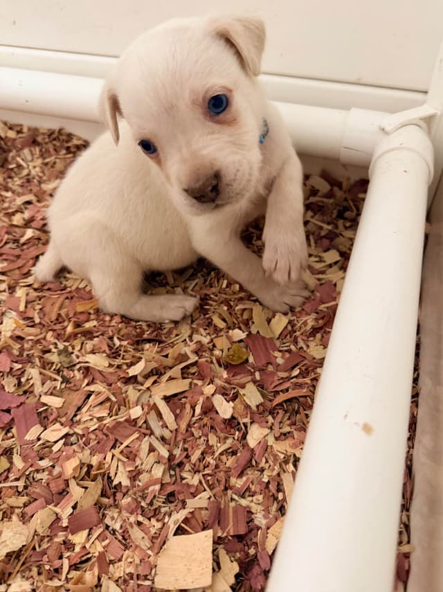 Cane Corso Puppies media 4