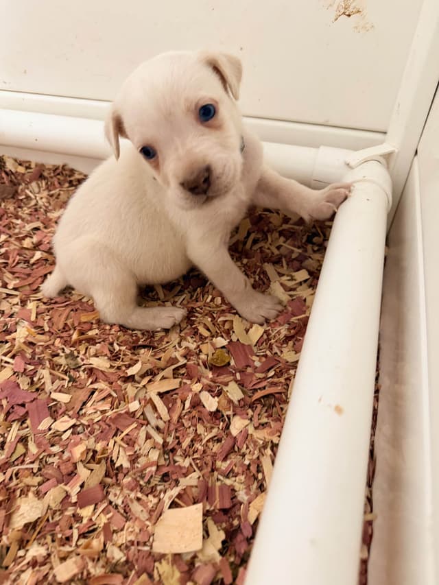 Cane Corso Puppies media 5