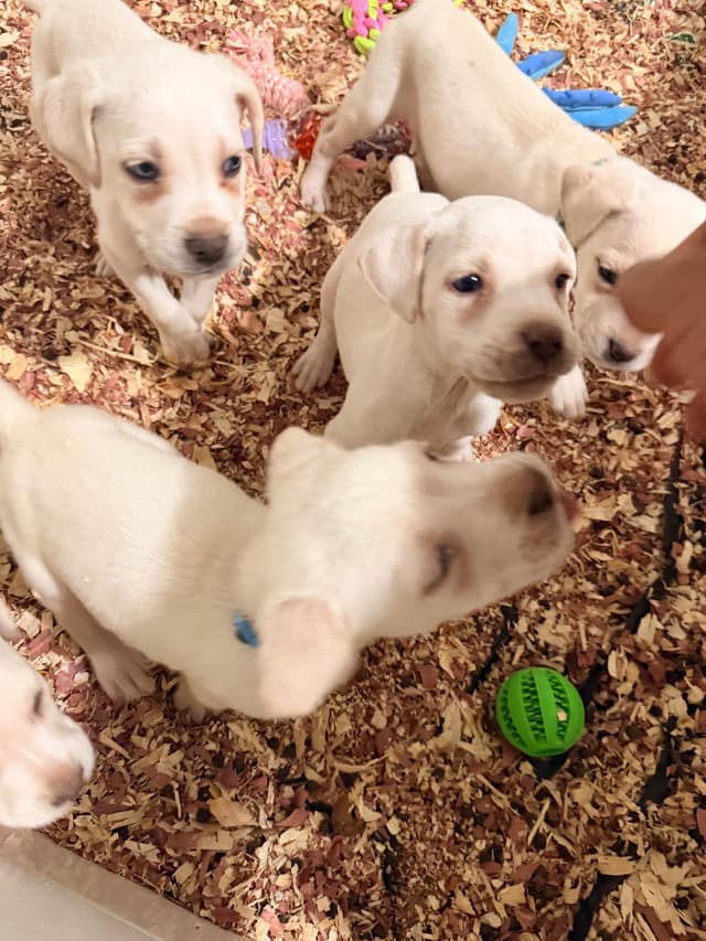 Cane Corso Puppies media 6