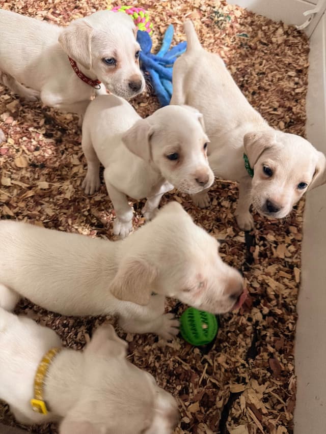 Cane Corso Puppies media 7