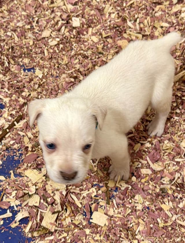 Cane Corso Puppies media 8