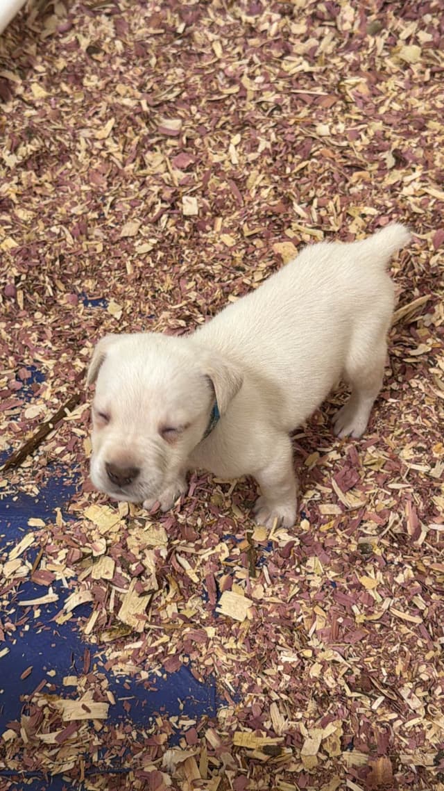 Cane Corso Puppies media 9