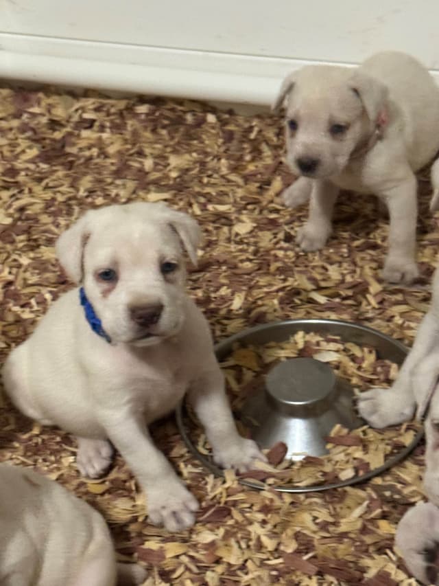 Cane Corso Puppies media 10