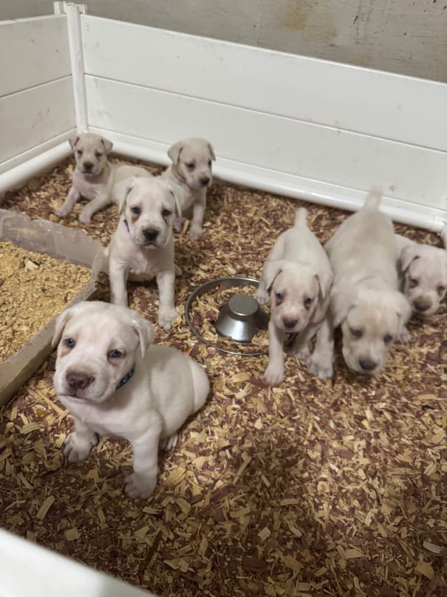 Cane Corso Puppies media 11