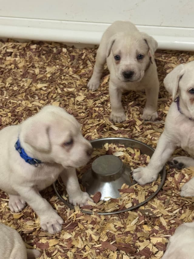 Cane Corso Puppies media 12