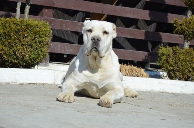 Cane Corso Puppies media 14