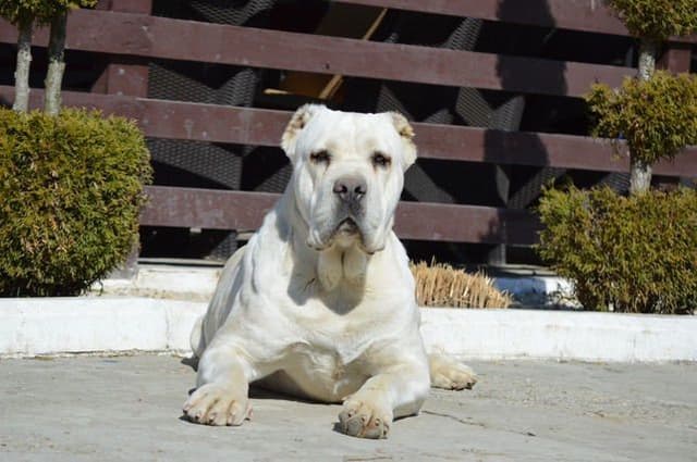 Cane Corso Puppies media 15
