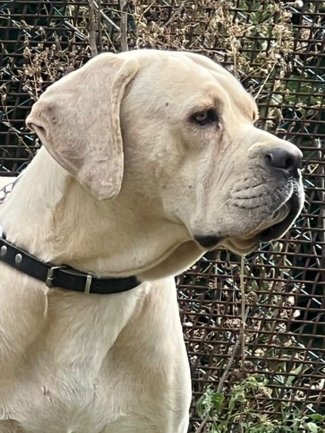 Cane Corso Puppies media 16